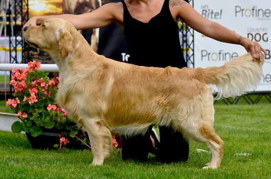 Pino