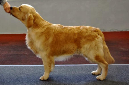 Pino 