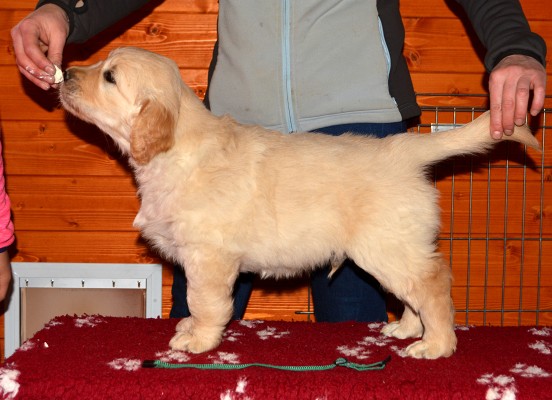Teddy 6 tdn