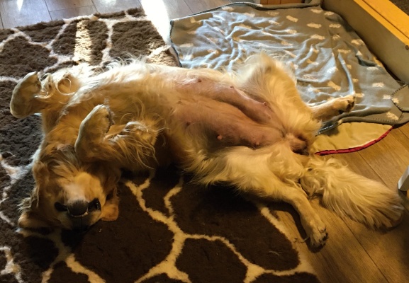 Roxynka 59. den b�ezosti