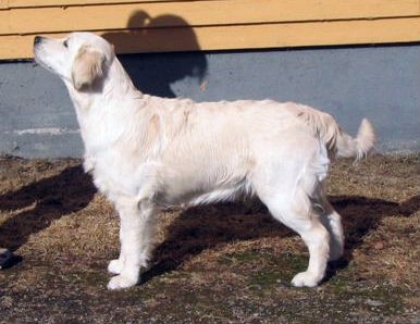 Amilie for Delibess Brdsk Zlato - 7 msc