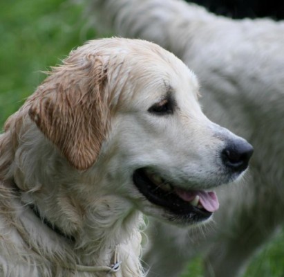 Rooney - 12 m�s�c�