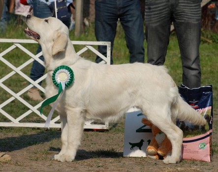 Jimova dcera Gemma - Third Wish from Flawless Carriens r.BIS Puppy