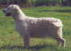 lisane.jpg (25671 bytes)