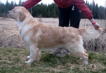 Rommi - 2 roky