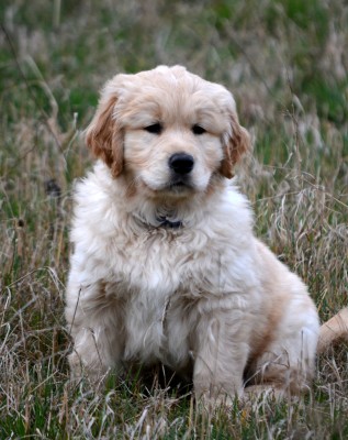 Enzo - 8 tdn
