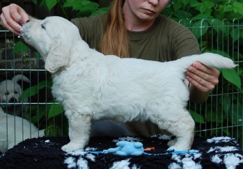 Marley - 7 tdn