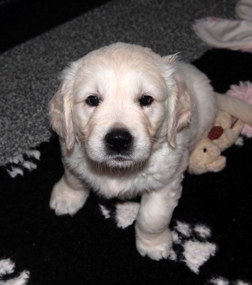 Chloe - 7 tdn
