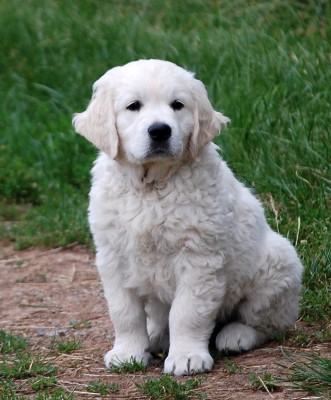 Marley - 9 tdn
