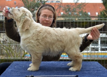 Butch 7,5 tdne