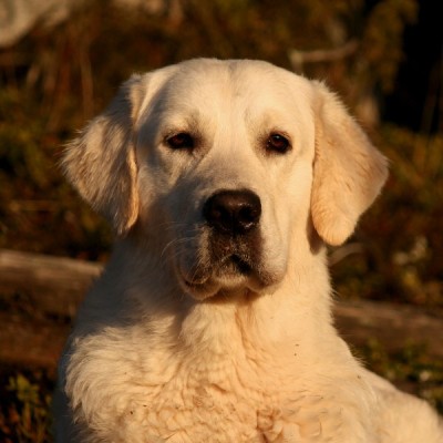 Jake - 14 msc